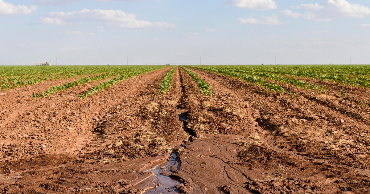 West Texas farmers and ranchers fear the worst as drought, heat near 2011 records